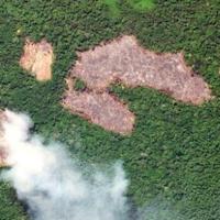 Pay to protect: Brazil pitches new forest fund at COP30