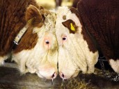 Bubble or bull market? FP video looks at what's ahead