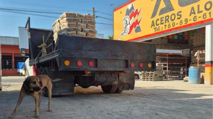 Solovino, cachorro adoptado por empresa de Huejutla