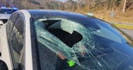 Motorist in North Carolina tells 911: 'I just had a bald eagle drop a cat through my windshield'