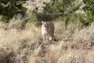Idaho Wildlife Technician Films Close Encounter with Mountain Lion