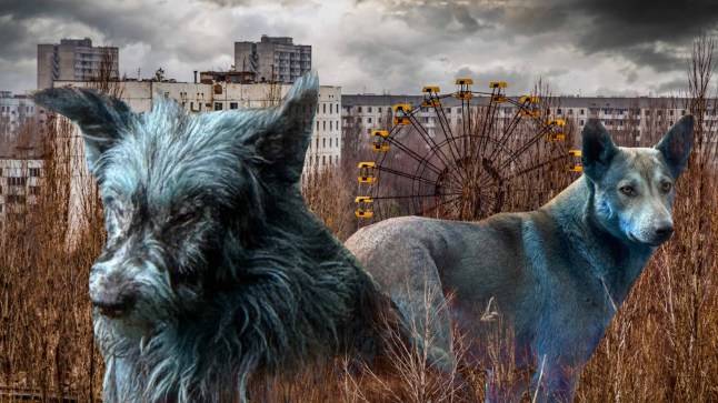 Blue-furred dogs are prowling the Chernobyl disaster site – here’s why