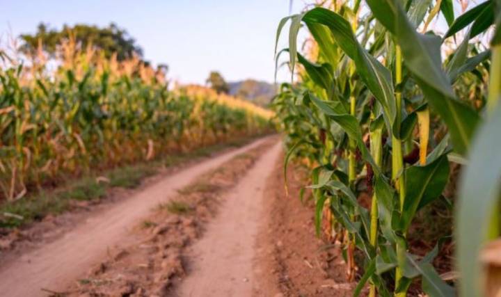 ASF detecta reportes fotográficos repetidos o manipulados en expedientes de la Sedarpa