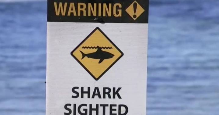 Sydney shark attack leaves woman in 20s dead at popular fishing spot