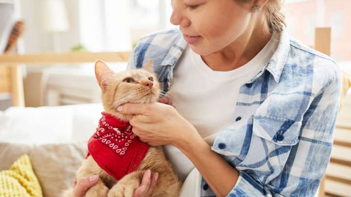 Myth Or Reality: Petting A Cat Doubles Risk Of Schizophrenia? Read For More Details