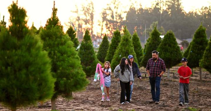 Holloway’s Christmas Tree Farm opens for the holiday season