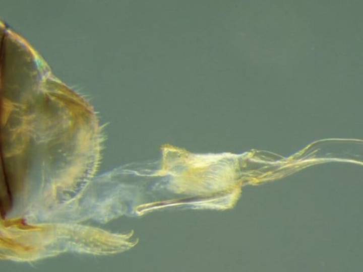 Encontraron un insecto hembra que tiene órgano reproductor masculino