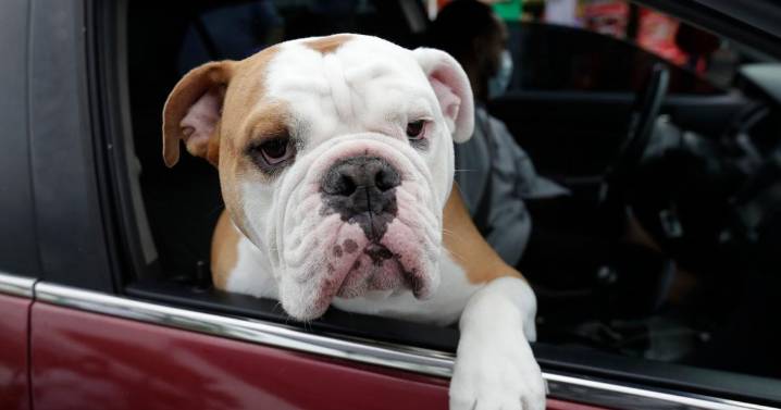 Pets contribute to greenhouse gases like us. Here's how to reduce their carbon pawprint