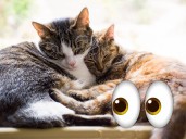 ¿Por qué tu gato duerme con los ojos entrecerrados?