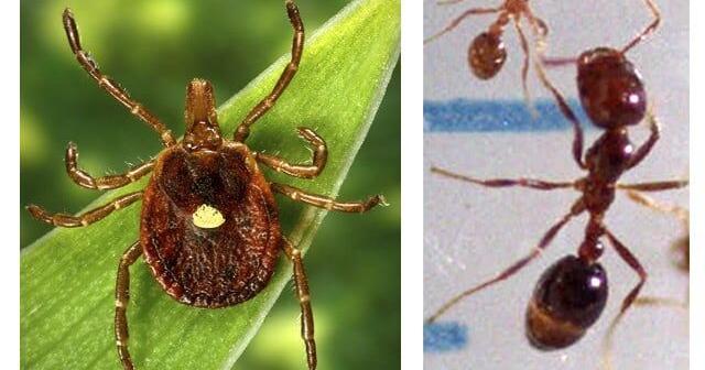 UVA researcher confirms first death linked to tick