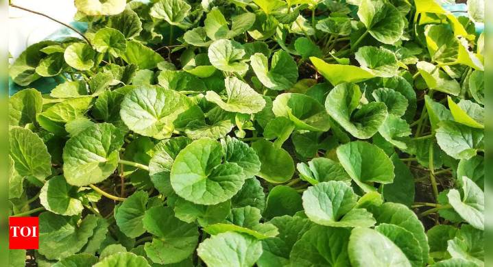 Gotu Kola benefits: How THIS ancient ‘herb of longevity’ supports brain, kidney, and liver detoxification