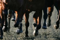 Horse trainer Ricardo Castillo Jr. has $100K fine upheld by Nevada commissioners