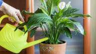 Your Peace Lily Is Not The Flower You Think It Is