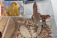 Israeli man busted at Tel Aviv airport allegedly trying to smuggle nearly 200 exotic animals worth thousands in suitcase: photos