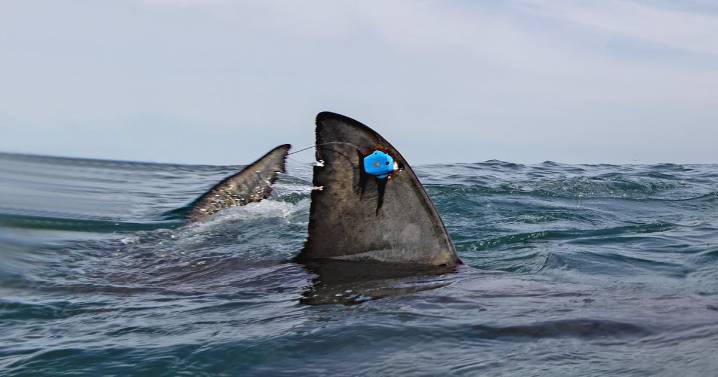 Great white shark tagged near Nova Scotia