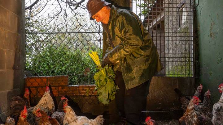 Los huevos de gallinas camperas o al aire libre no perderán su credencial