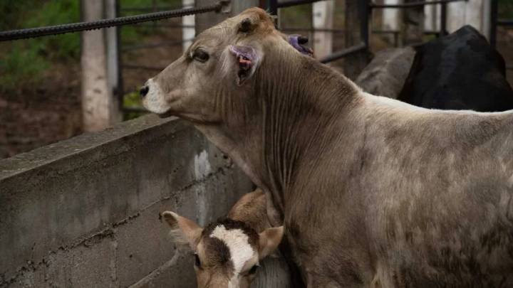 Detectan primer caso de gusano barrenador en ganado de Guerrero