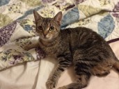 OCHS adoptable pet: Mimsy is ‘an absolute doll’