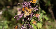 Así es como Texas busca reducir las muertes de mariposas monarca en su migración a México