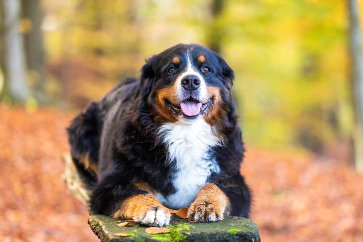 The Best Dehydrated Dog Foods for Bernese Mountain Dogs