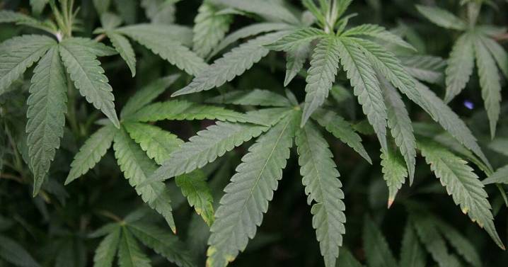 Government funding deal contains a surprise the hemp industry isn’t happy about