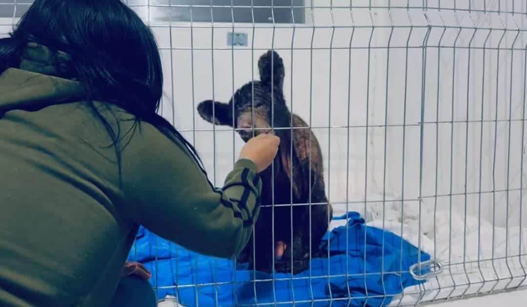 Muestra mejoría osa Mina gracias a dieta especializada