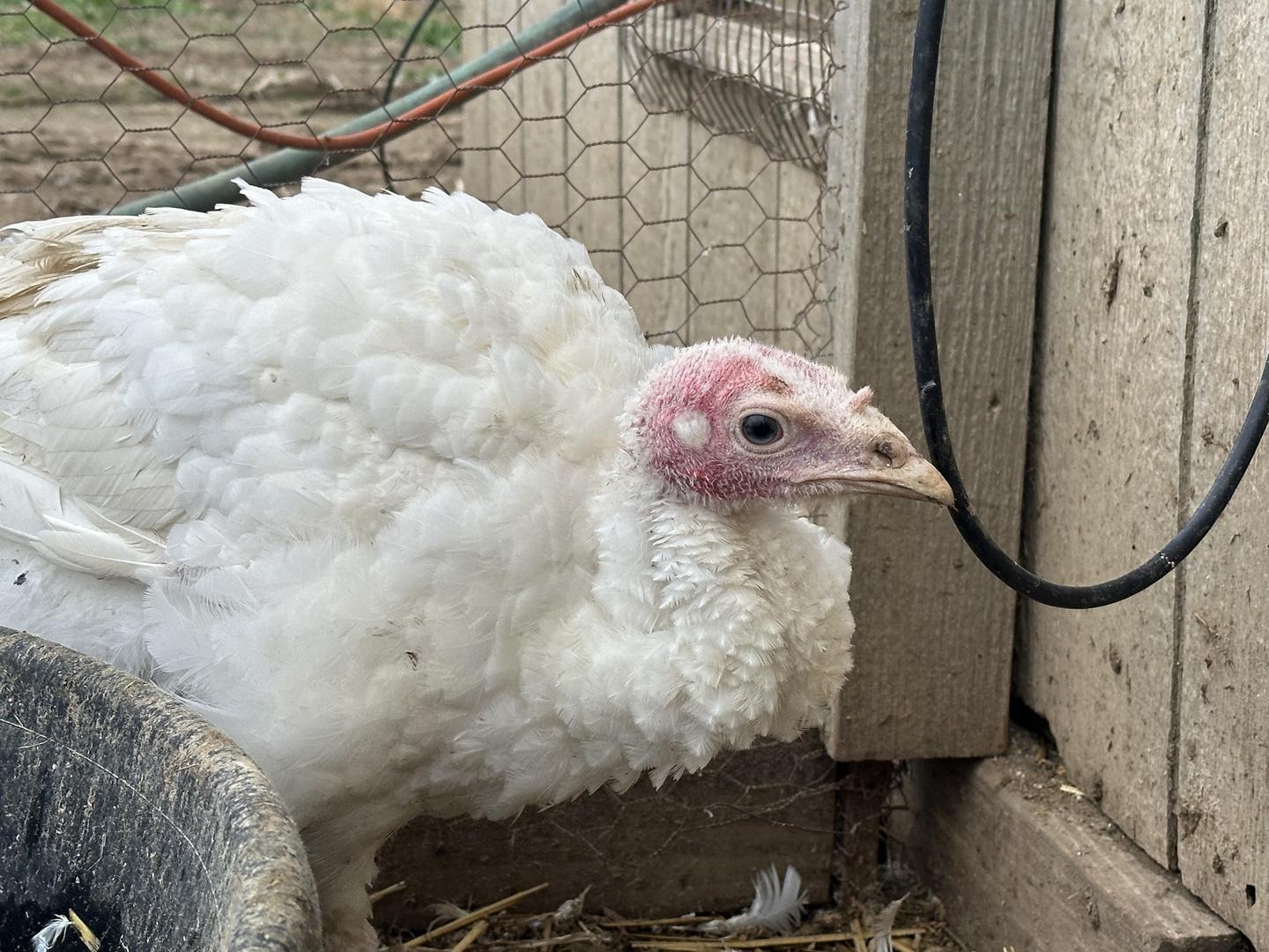 Stores keep down prices in tough year for turkeys, but some Thanksgiving items could cost more