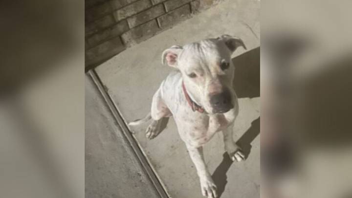 Stray Dog Knocks On A Texas Woman’s Door And Finds The Family She Always Needed