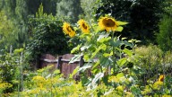Grow The Biggest Sunflowers With 16 Smart Tips