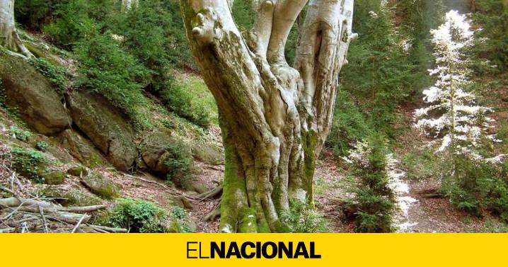 Un rincón de Catalunya escondido entre niebla y hojas: el haya colosal que todos quieren ver