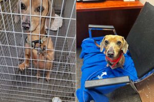 Dog lost in crash near Spencer last month will be reunited with its owner