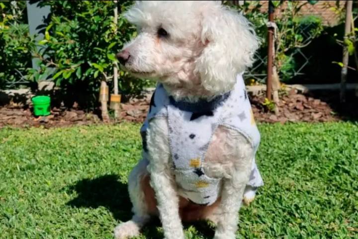 Ofrecen recompensa para encontrar a “Blanca”, una perrita perdida en zona sur de Paraná