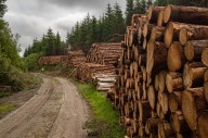 Three fined $8,229 for illegal possession, transport of timber from provincial forest