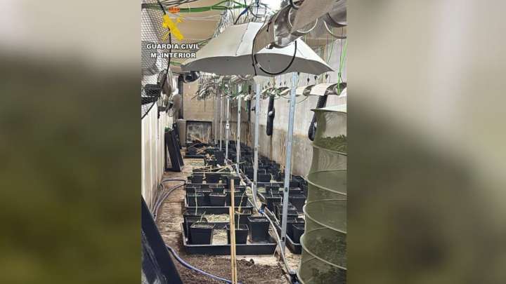 Detenida una pareja por cultivar marihuana en una nave industrial en Almendralejo More