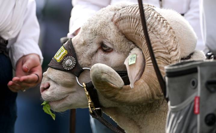 CSU Rams football's upset bid falls short at New Mexico