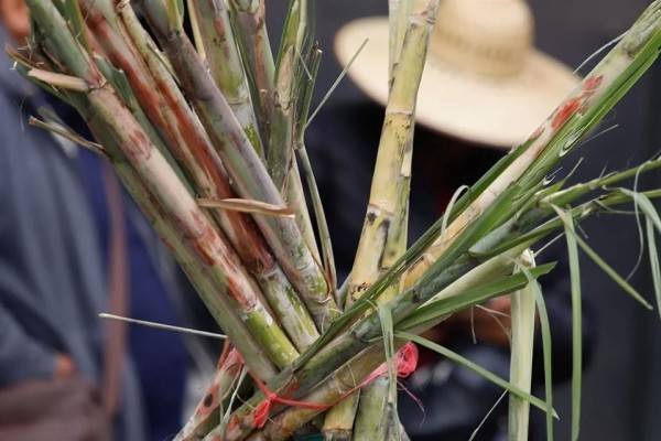 Pide morenista 'ponerse las pilas' con apoyo a cañeros