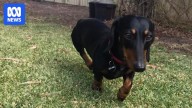 Woman fined for animal cruelty over attempt to hide drugs in dachshund's body