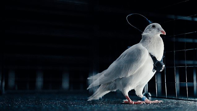 Putin’s scientists are creating spy pigeons controlled by brain implants