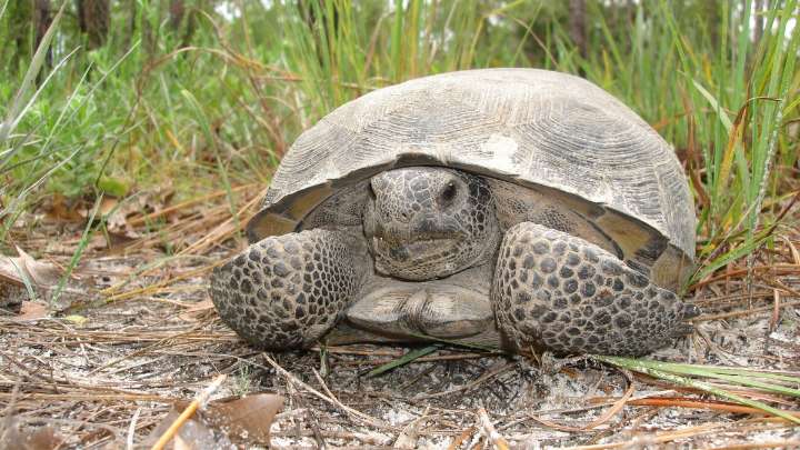 The gopher tortoise, a protector of Florida’s animals
