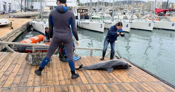 Aparece muerto un delfín listado en aguas de la bahía de Palma