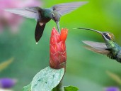 Cómo hacer néctar para colibríes y cada cuánto renovarlo para mantenerlos cerca