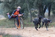 Ólvega volverá a convertirse en el epicentro nacional del mushing con más de 350 participantes