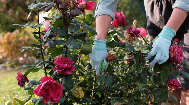 10 Varieties Of Roses You Shouldn't Be Cutting Back In The Fall