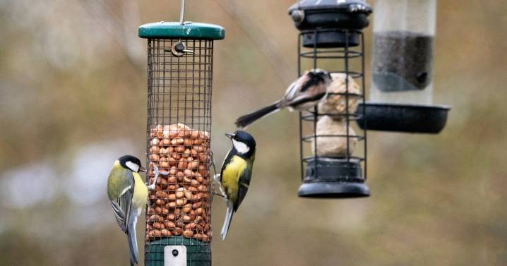 Brits urged to check for hidden hazard in bird feeders as temperatures plunge