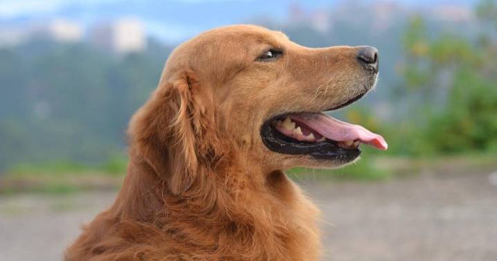 Scientists find golden retrievers and owners share same behavior