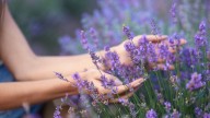 Lavanda: la planta aromática que calma y embellece el hogar