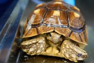 Zoos put their vets on display