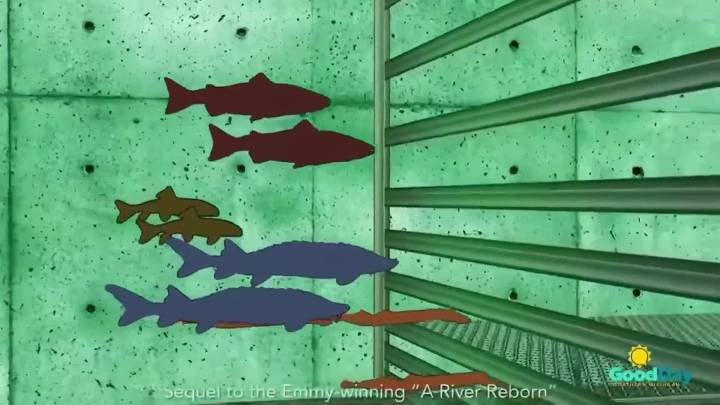 Deep Dive: What the future of the Traverse City FishPass project looks like