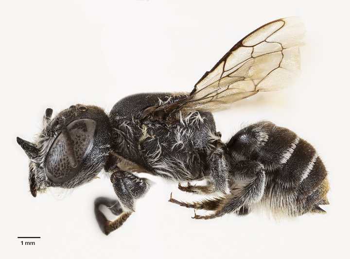New bee species discovered with devil-like horns named ‘Lucifer’