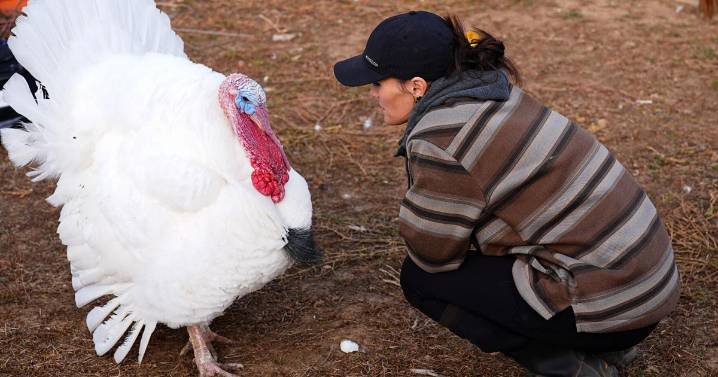 Algunas familias "adoptan" pavos para el Día de Acción de Gracias en lugar de comerlos